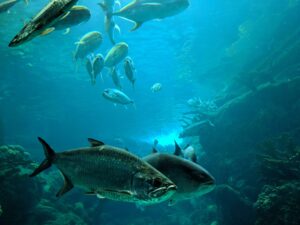 fish